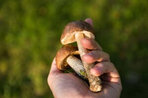 psilocybin laws