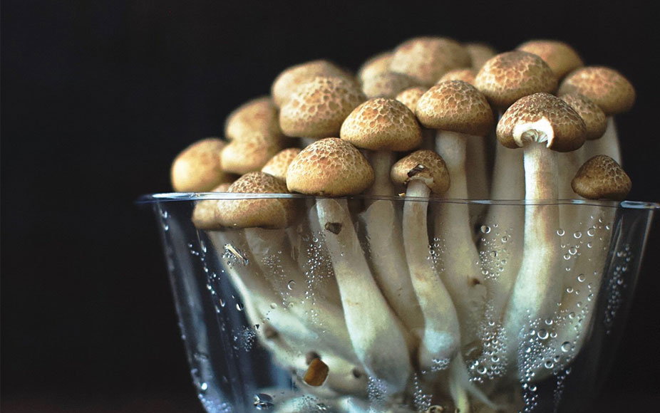 truffles vs magic mushrooms