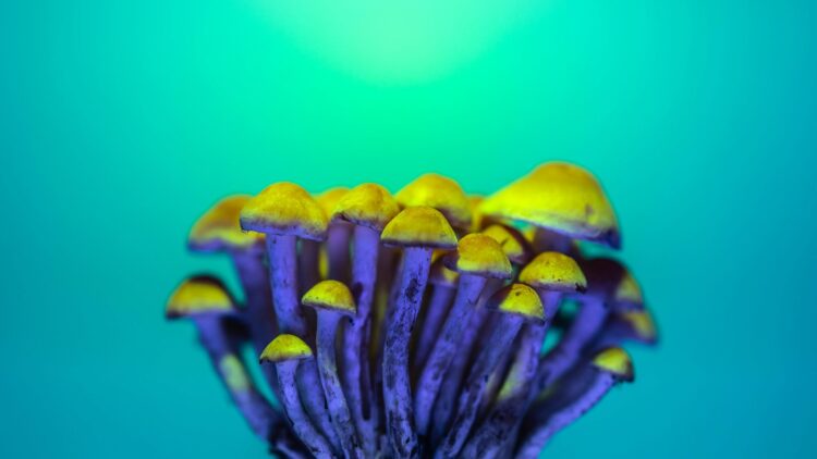 psilocybin