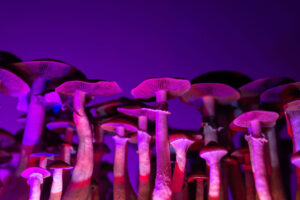 The Science Behind Psilocybin