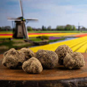 magic truffles in the netherlands